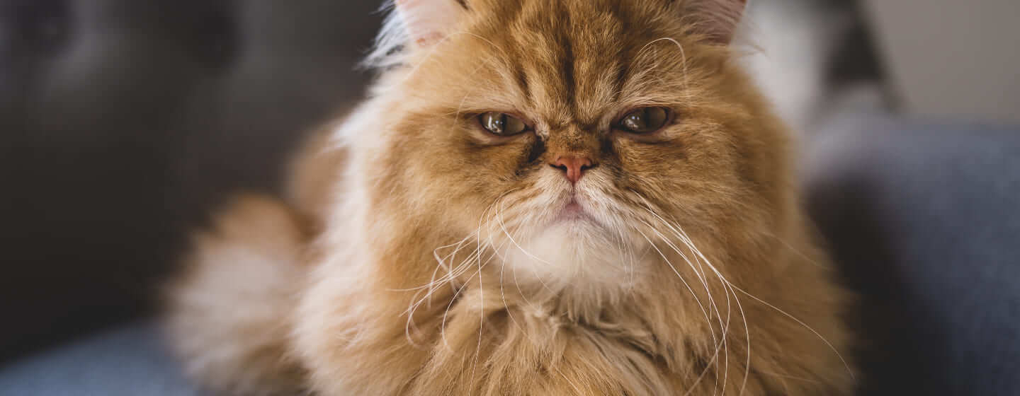 Smoosh face store cat